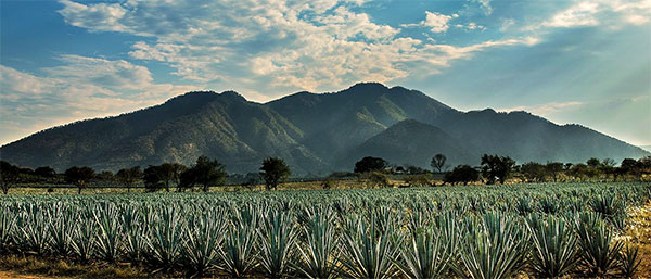 foto av ett agavefält i Jalisco, Mexiko