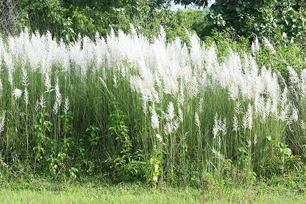 Bild av vilt sockerrör